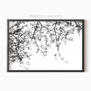 Baumzweige Wandkunst | Schwarzweiße Drucke | Wald Fotografie | Poster gedruckt und versandt