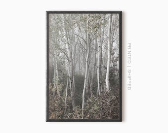 May include: A framed print featuring a misty forest scene. Tall, slender trees with white bark and sparse foliage dominate the image. The print has a black frame and the text "PRINTED | SHIPPED" is visible on the right side.