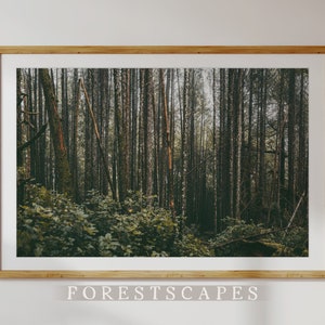 | d’impression de la forêt d’Ucluelet Wild Pacific Trail, île de Vancouver, Colombie-Britannique | | des bois du Nord-Ouest du Pacifique PNW Paysage Photographie Art Mural