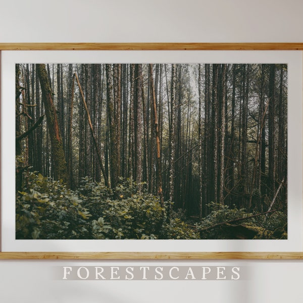 Ucluelet Forest Print | Wild Pacific Trail, Vancouver Island, British Columbia | Pacific Northwest Woods | PNW Landscape Photograph Wall Art