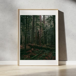 Cathedral Grove Print | Art de l’île de Vancouver, Art mural de la Colombie-Britannique, Décor mural nord-ouest du Pacifique, Affiche PNW, Photographie de paysage I