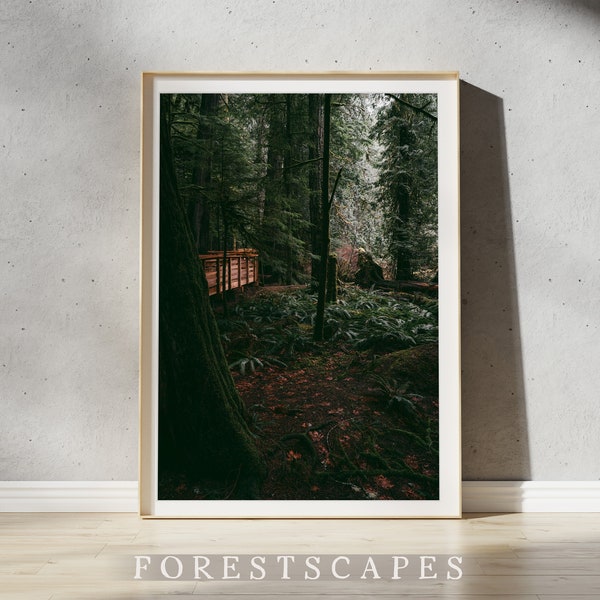 Cathedral Grove Print | Vancouver Island Art, British Columbia Wall Art, Pacific Northwest Wall Decor, PNW Poster, Landscape Photography II