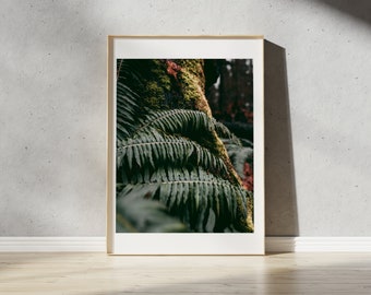 Stanley Park Ferns Art Print | Vancouver Forest Landscape