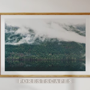Tofino Forest Print / Vancouver Island Print, British Columbia Art, Pacific Northwest Wall Art, PNW Photograph, Fotografía de paisajes