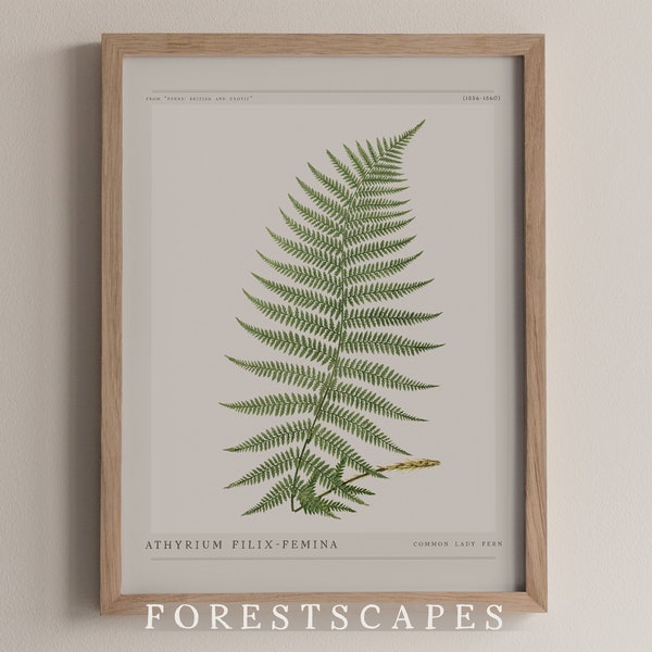 Vintage Fern Poster 03 | Botanical Illustration Wall Art | DIGITAL DOWNLOAD PRINT | Minimalist Pacific Northwest Art | Common Lady Fern