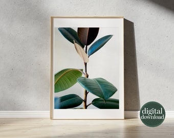 Gummibaum Pflanze Kunstdruck: Ficus Elastica Zeichnung (Digitaler Download)  - Etsy.de