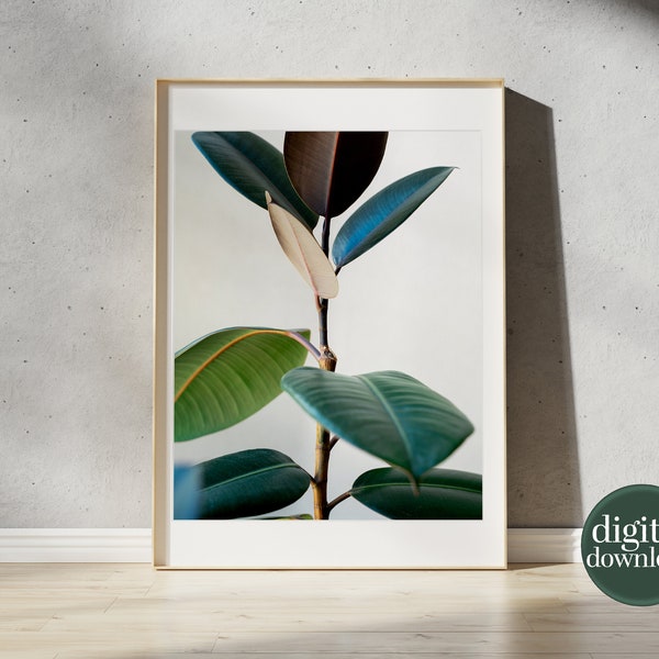 Ficus Elastica Leaf Print | Rubber Tree Leaf Botanical Wall Art | Digital Download, Printable Nature Photo | Minimalist Bohemian Decor