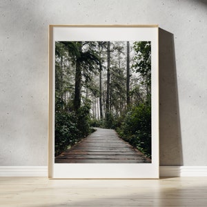 Rainforest Trail Tofino Print / Pacific Rim National Park, Columbia Británica / Tofino Art / Ucluelet Wall Art / Pacific Northwest Landscape /
