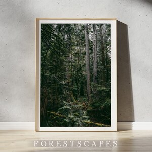 Cathedral Grove Print / Vancouver Island Art, British Columbia Wall Art, Pacific Northwest Wall Decor, PNW Poster, Landscape Photography III