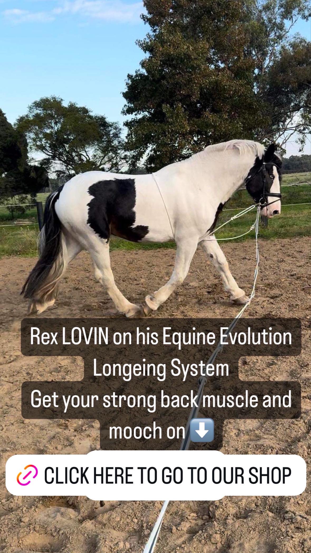 Poodle Costume for Horse Australia