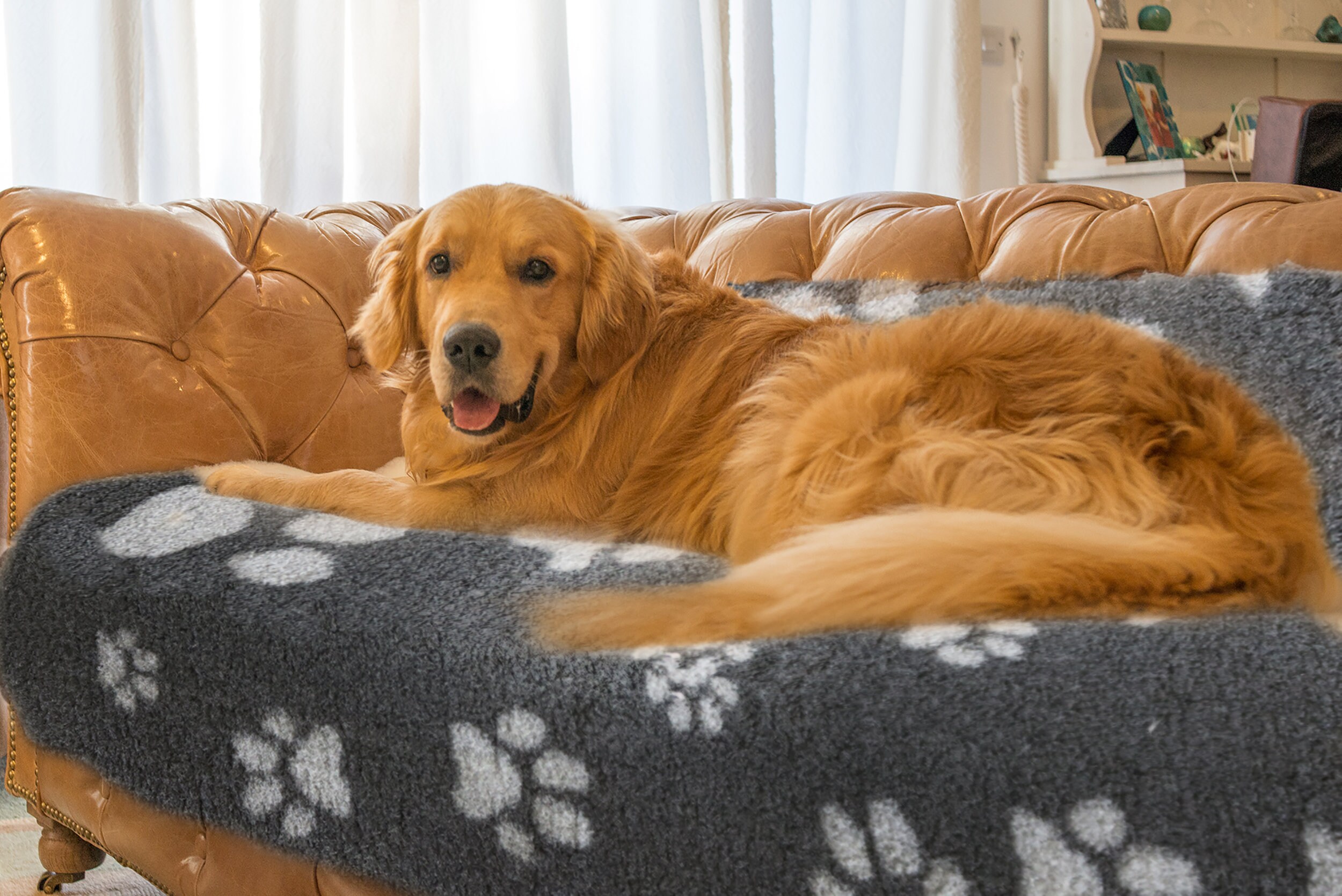 Outdoor 2024 pet bedding