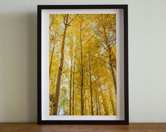 Aspen Foto, Herbst Bäume, Wandkunst Druck, Naturfotografie, Herbstlaub, Herbst Home Dekor, Flagstaff, Arizona Fotografie, Waldfoto