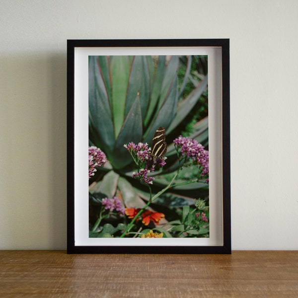 Butterfly Photo, Butterfly Wall Art, Nature Photography, Nature Art Print, Garden Photography, Floral Art, Butterflies, Agave Photo