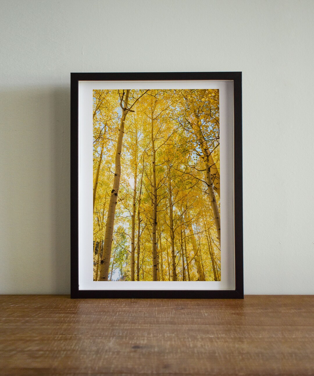 Aspen Photo, Fall Trees, Wall Art Print, Nature Photography, Fall
