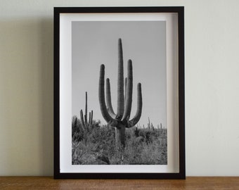 Black and White Saguaro Cactus Print, Arizona Photography, Desert Home, Cactus Photo