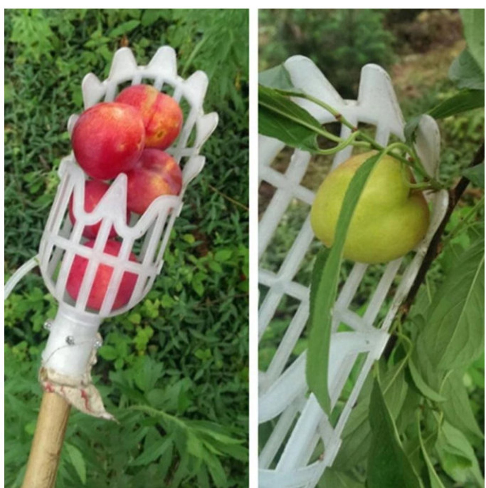 Fruit Tree Plastic Fruit Picker Catcher Fruit Picking Tool Etsy