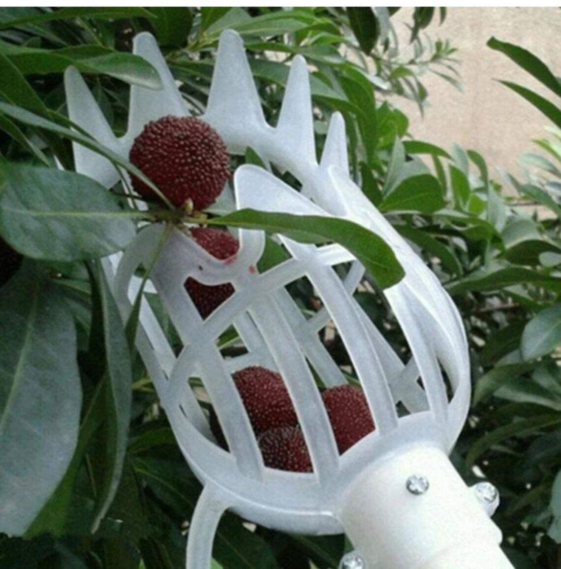 Fruit Tree Plastic Fruit Picker Catcher Fruit Picking Tool Etsy