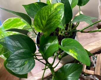 Golden Pothos cuttings!