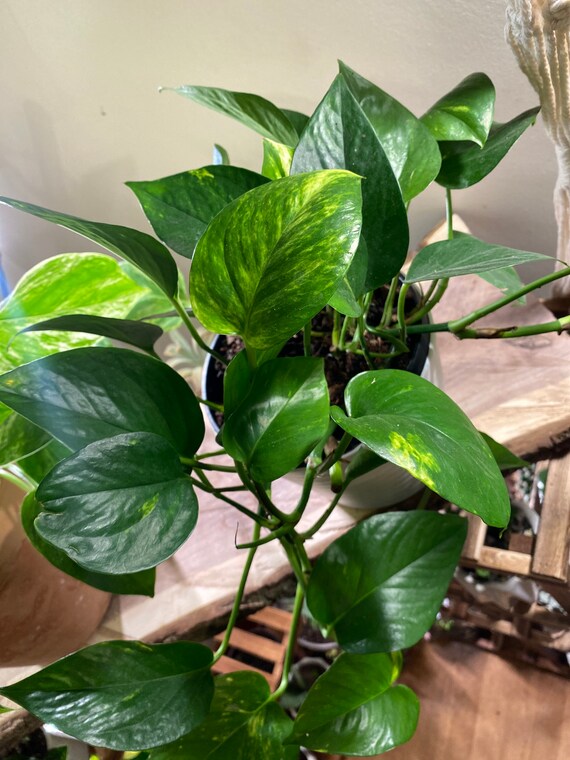 Golden Pothos Cuttings! - Etsy