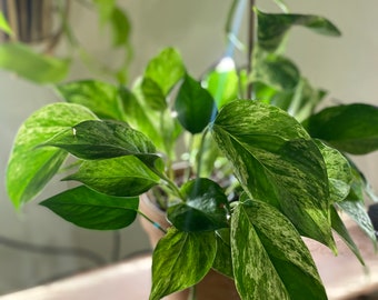 Marble Queen Pothos cutting