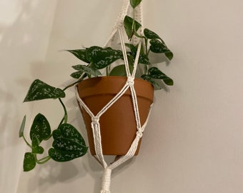 Silver Satin pothos cuttings