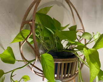 Neon Pothos cuttings