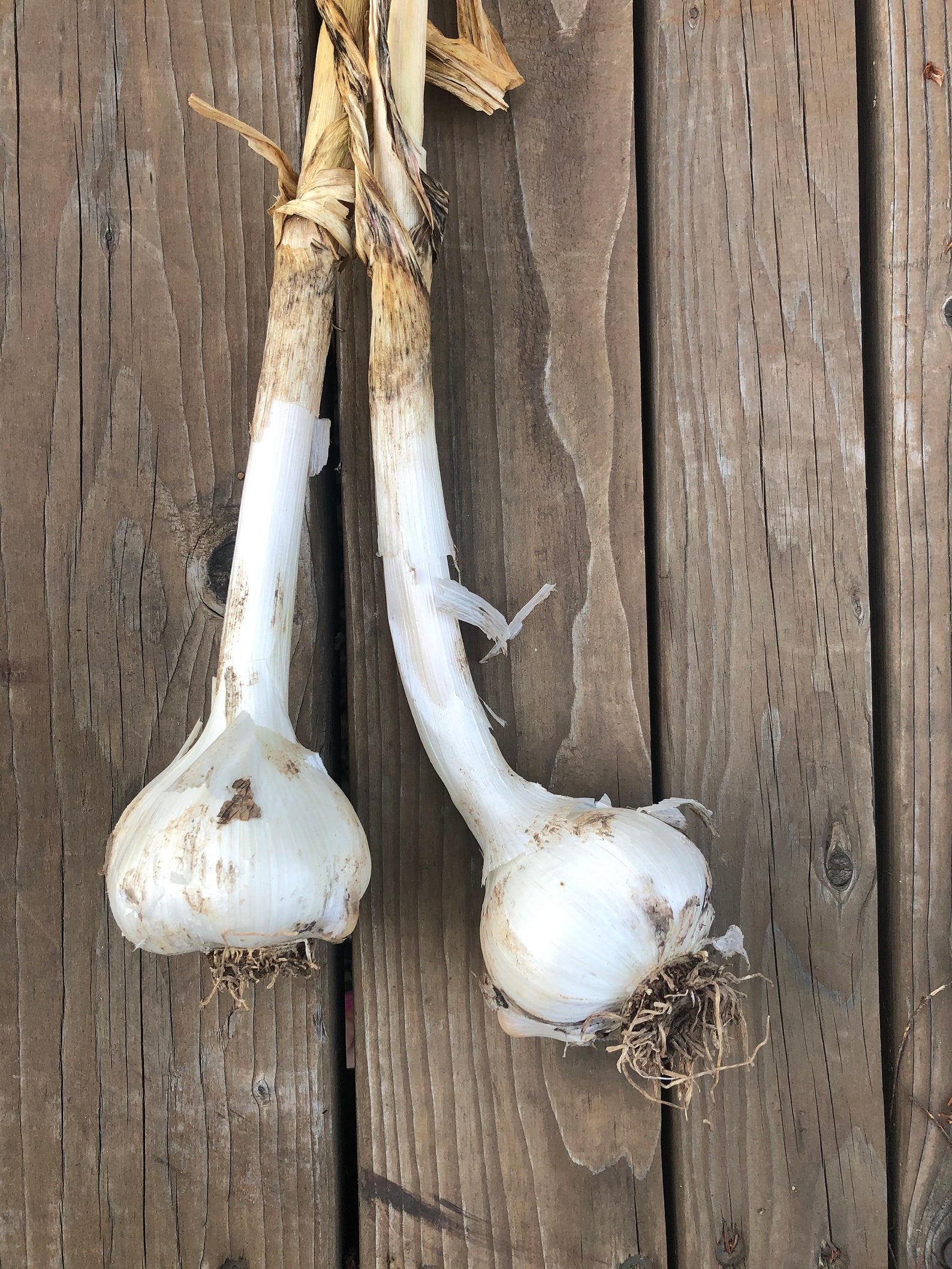 Elephant Garlic Organic and Sustainably Grown Etsy