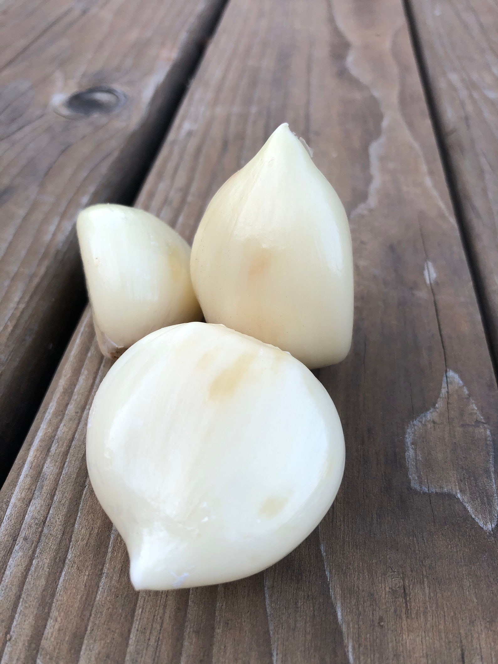 Elephant Garlic Organic and Sustainably Grown Etsy