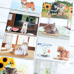 Cats and Shiba Dogs Japan Summer Photo Postcards |Sunflower,Kayariki, Watermelon,Goldfish, Tatami, Beach|Active Corporation|Printed in Japan