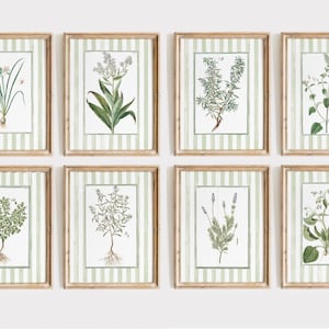 19 stampe artistiche floreali a strisce verde chiaro, stampe botaniche antiche grandmillenial, download digitale di arte ispirata a Nancy Meyers, stampa menta salvia