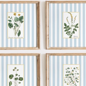 May include: Four framed botanical prints with a light blue and white striped background. The prints feature illustrations of different plants with yellow flowers and green leaves. The prints are labeled with the scientific names of the plants.