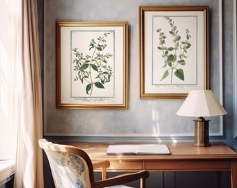 Antique White Botanical Prints, Cottage Style Wall Art (Digital Download)