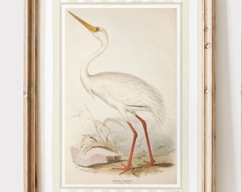 Vintage Bird Art Prints Set – Coastal Wildlife Artwork (Digital Download)