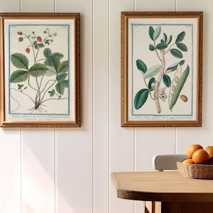 Cottage Küchen Garten Gemüse und Obst Vintage botanische Drucke Erdbeerkürbis Schnapperbse und andere Pflanzen Dekor des englischen Landes
