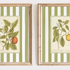 May include: Two framed botanical prints with green and white striped frames. The prints feature illustrations of citrus fruit branches with leaves, flowers, and fruit. The left print shows an orange branch with the text "The Orange Tree" and the right print shows a lemon branch with the text "The Lemon Tree".