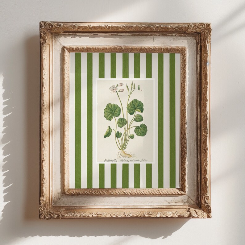 May include: A framed botanical print with green and white stripes on the mat. The print features a detailed illustration of a green plant with white flowers and the text "Soldanella Alpina, rotundifolia, folio."