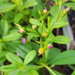 Puede incluir: Primer plano de una planta verde con hojas peque&ntilde;as y ovaladas y tallos delicados. La planta presenta peque&ntilde;os capullos amarillos y peque&ntilde;as flores rosas. El fondo est&aacute; borroso, lo que sugiere un entorno de jard&iacute;n.