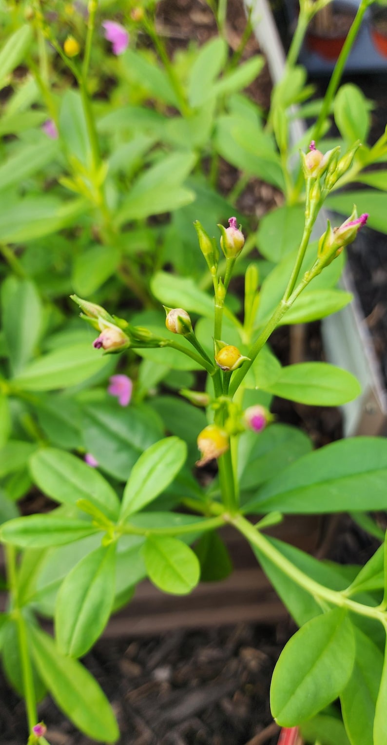 Puede incluir: Primer plano de una planta verde con hojas peque&ntilde;as y ovaladas y tallos delicados. La planta presenta peque&ntilde;os capullos amarillos y peque&ntilde;as flores rosas. El fondo est&aacute; borroso, lo que sugiere un entorno de jard&iacute;n.