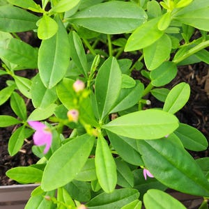 Puede incluir: Primer plano de una planta verde con hojas ovaladas y peque&ntilde;as flores rosas. La planta est&aacute; en un parterre con mantillo marr&oacute;n oscuro. Las hojas son de un verde brillante y saludable.