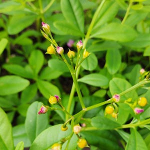 Puede incluir: Primer plano de una planta con hojas verdes vibrantes y tallos delicados. Los tallos tienen peque&ntilde;os capullos amarillos con toques de rosa y algunas flores peque&ntilde;as de color p&uacute;rpura claro.