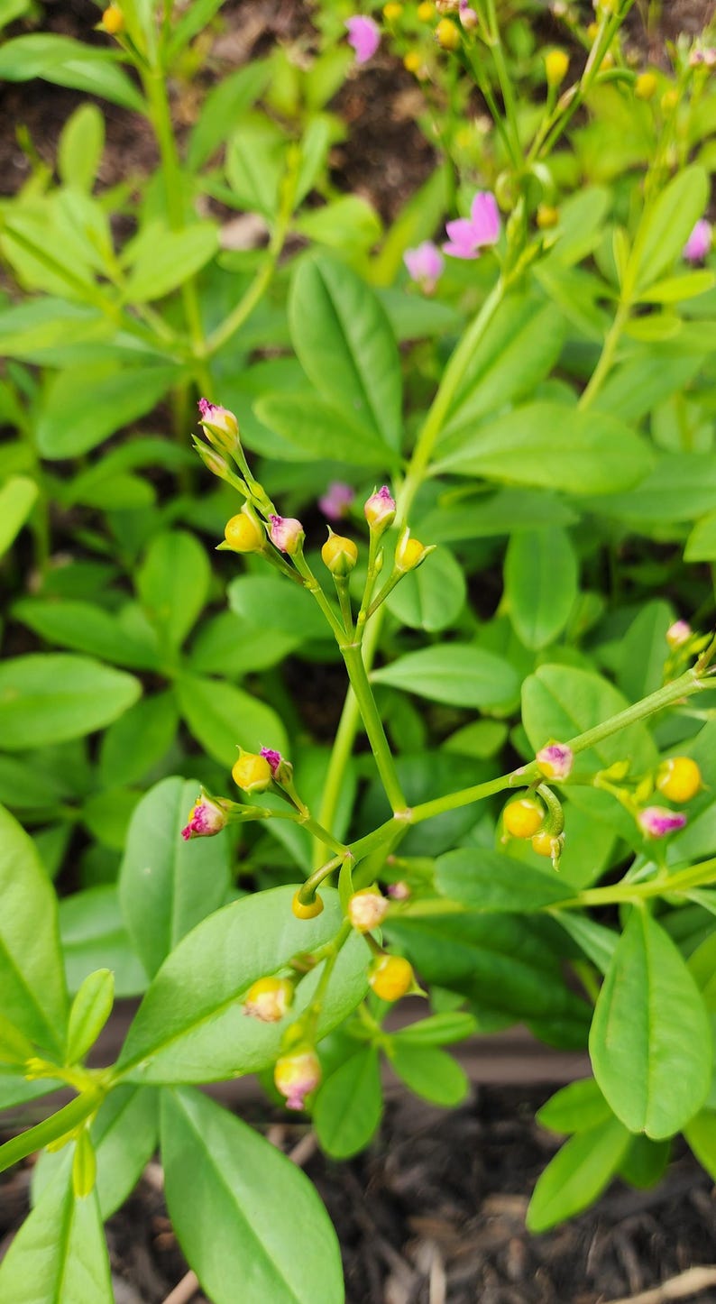 Puede incluir: Primer plano de una planta con hojas verdes vibrantes y tallos delicados. Los tallos tienen peque&ntilde;os capullos amarillos con toques de rosa y algunas flores peque&ntilde;as de color p&uacute;rpura claro.