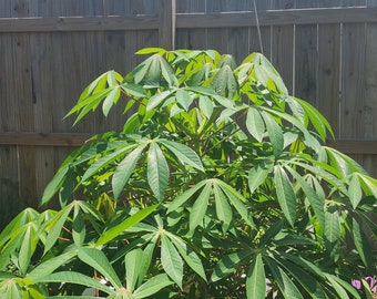 Cassava Cuttings | Cassava Stems | Yucca | Ege | Tapioca