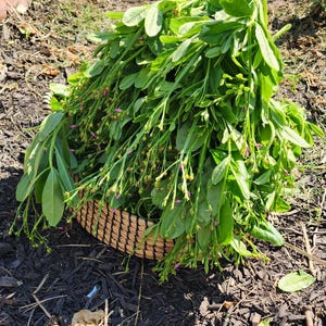 Puede incluir: Una cesta tejida llena de verduras de hojas verdes frescas y delicadas flores rosas. La cesta est&aacute; hecha de fibras naturales y descansa sobre mantillo oscuro. Las hojas son de un verde vibrante y las flores a&ntilde;aden un toque de color.
