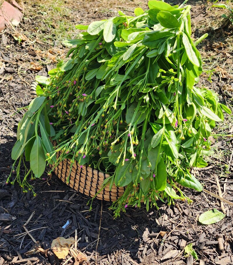 Puede incluir: Una cesta tejida llena de verduras de hojas verdes frescas y delicadas flores rosas. La cesta est&aacute; hecha de fibras naturales y descansa sobre mantillo oscuro. Las hojas son de un verde vibrante y las flores a&ntilde;aden un toque de color.