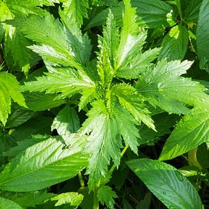 May include: A close-up of a lush green plant with large, serrated leaves. The leaves are wet with dew or rain, giving the plant a fresh and vibrant appearance.