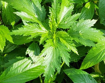 Semillas de Ewedu (hojas de yute) / Semillas de hortalizas nigerianas / Corchorus Olitorius / 90% de germinación en marzo de 2026 / Espinaca africana