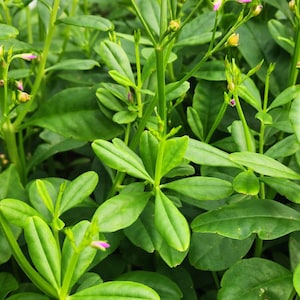 May include: Close-up of vibrant green foliage with small, delicate pink and yellow flower buds. The leaves are oval-shaped and arranged in a dense pattern, creating a lush, textured appearance. The plant is likely a flowering herb or shrub.