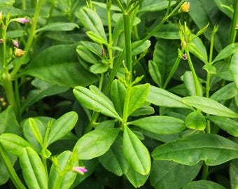 Gbure Seeds (Waterleaf) | Nigerian Vegetable Seeds | African Leafy Greens | Easy to Grow