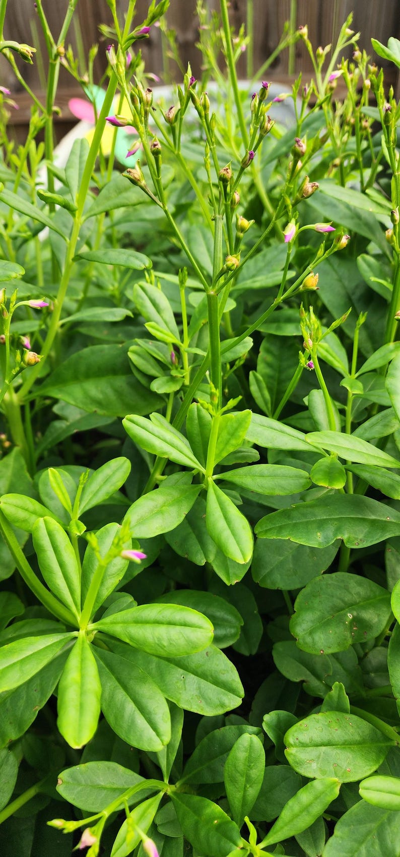 Puede incluir: Primer plano de follaje verde vibrante con peque&ntilde;os y delicados capullos florales rosas y amarillos. Las hojas son de forma ovalada y est&aacute;n dispuestas en un patr&oacute;n denso, creando una apariencia exuberante y texturizada. La planta es probablemente una hierba o arbusto en flor.