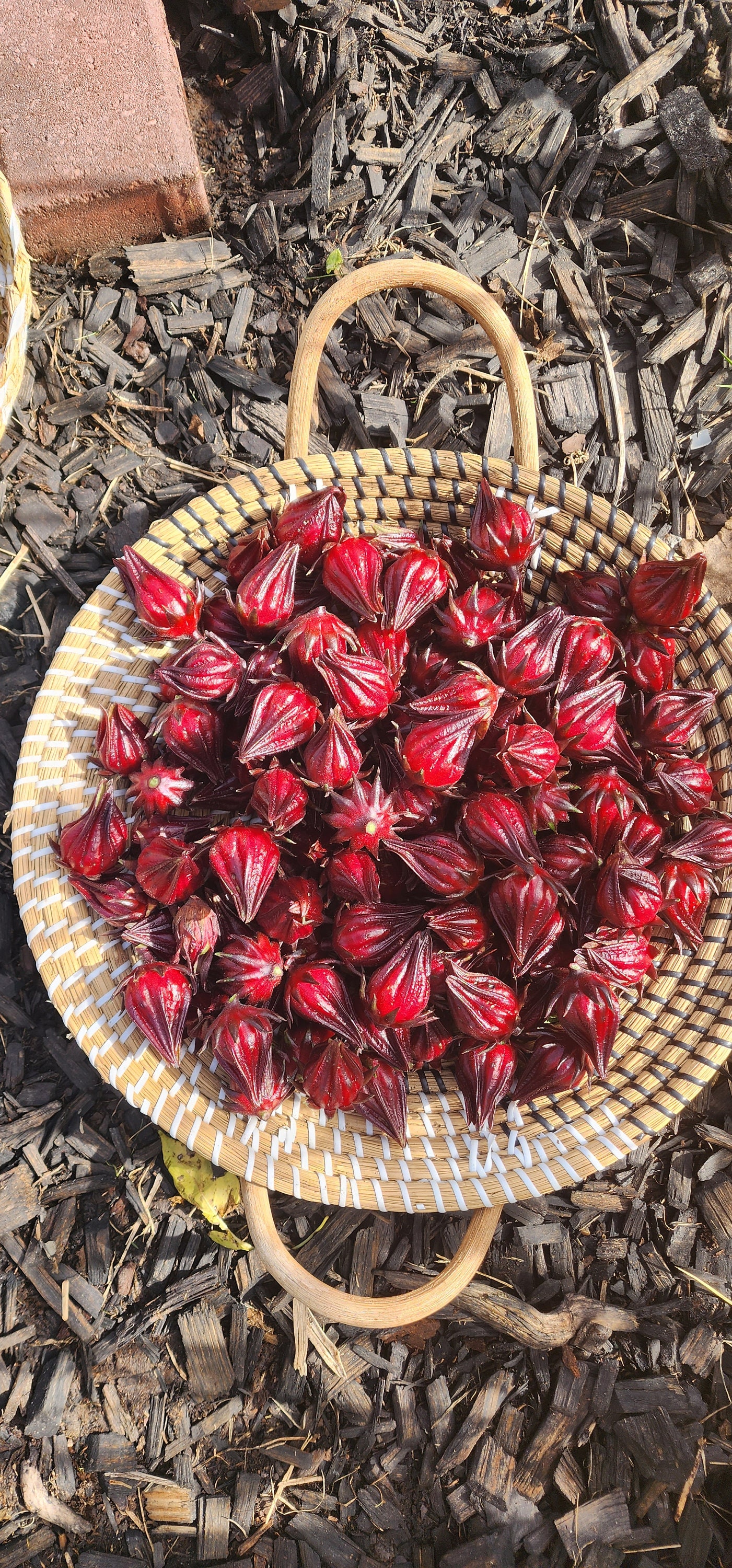 Hibiscus Seeds – Zobo, Red Thai, Jamaican Sorrel, Roselle